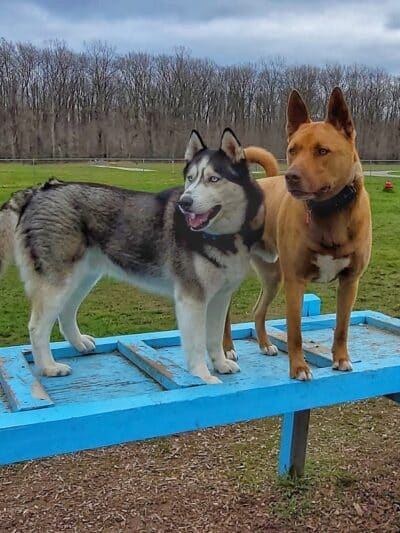 Markey Memorial Dog Park - Roscommon, MI