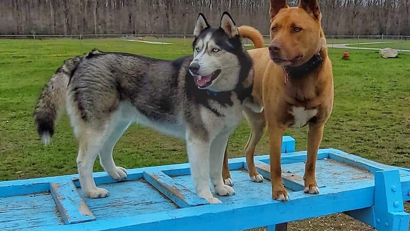 Markey Memorial Dog Park - Roscommon, MI