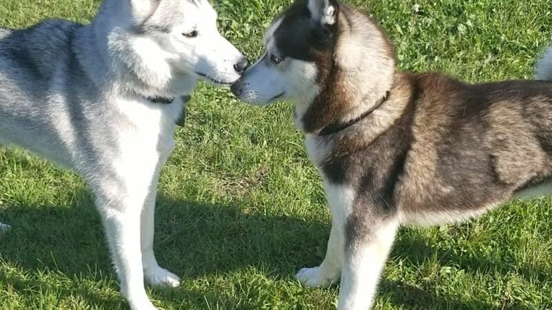 Markey Memorial Dog Park - Roscommon, MI