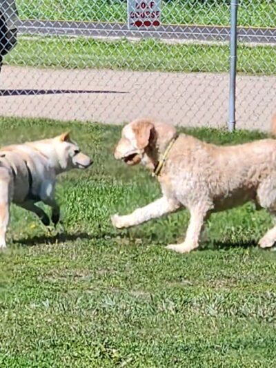 Markey Memorial Dog Park - Roscommon, MI