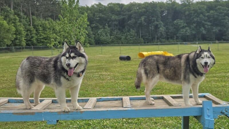 Markey Memorial Dog Park - Roscommon, MI
