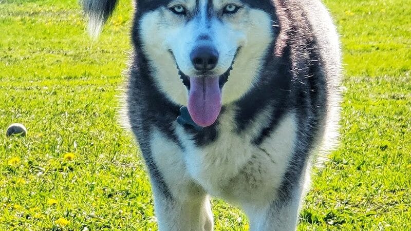 Markey Memorial Dog Park - Roscommon, MI