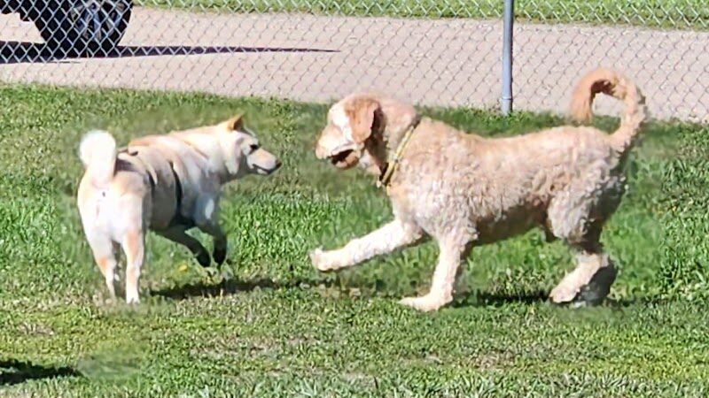 Markey Memorial Dog Park - Roscommon, MI