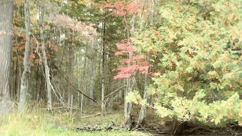 Mason Tract - Roscommon,