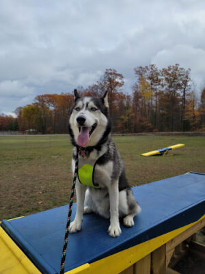 Lyon Township Dog Park