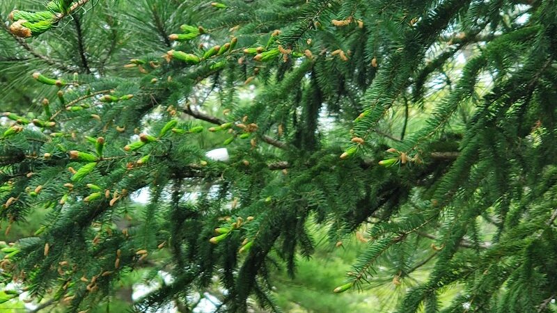 North Higgins Lake State Park - Roscommon, MI