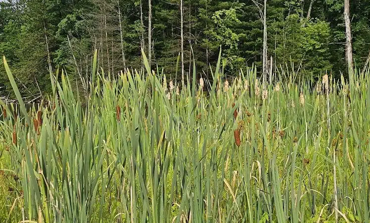 Loon Lake - Rose City,