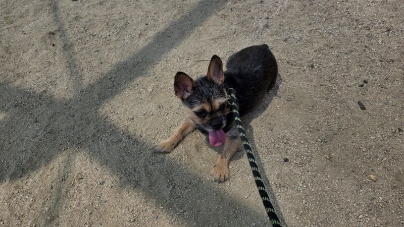 Garvey Paws Dog Park - Rosemead, CA