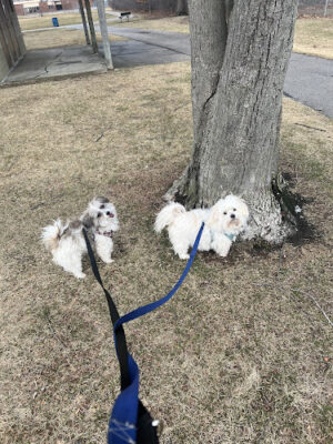 Dooley Trail