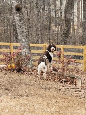 Dog Park at Leita Thompson