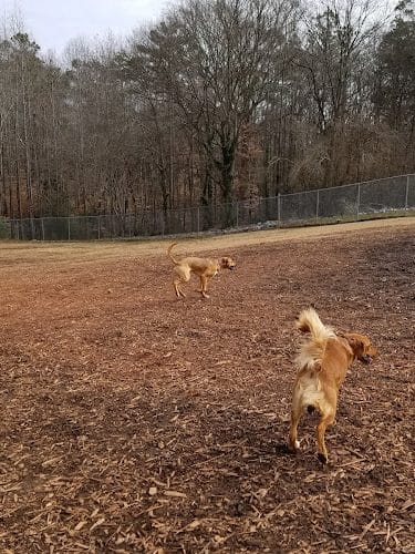 Dog Park at Leita Thompson