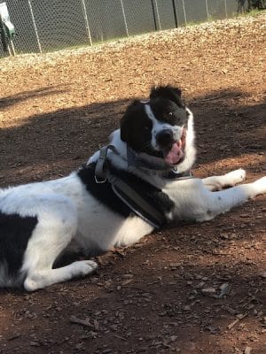 Dog Park at Leita Thompson