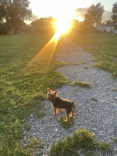 Mark Twain Dog Park-membership - Royal Oak, MI