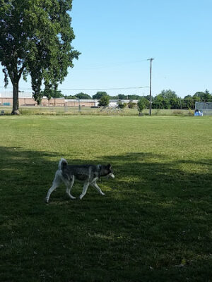 Mark Twain Dog Park-membership