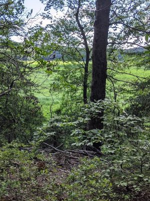 Oxbow Nature Preserve Lake Trail