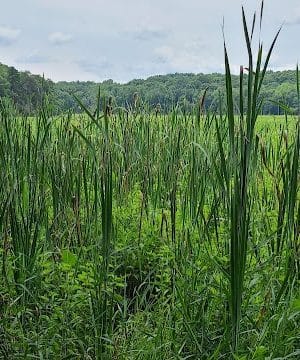 Oxbow Nature Preserve Lake Trail