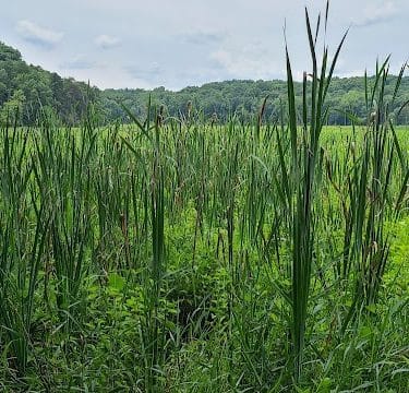 Oxbow Nature Preserve Lake Trail
