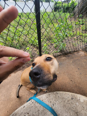 Betr Dogs