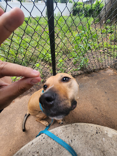 Betr Dogs