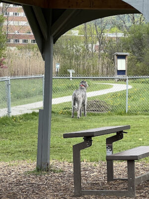 Rutland Dog Park