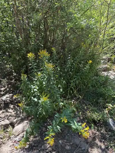 Rye Mountain Park - Rye, CO