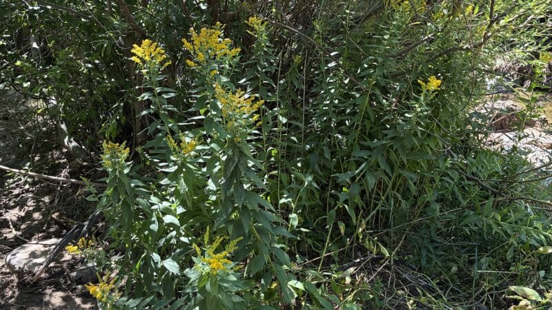 Rye Mountain Park - Rye, CO