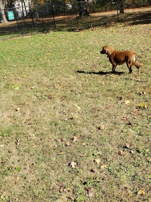 Saco Dog Park