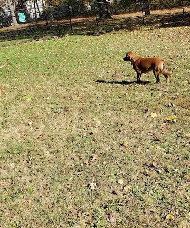 Saco Dog Park