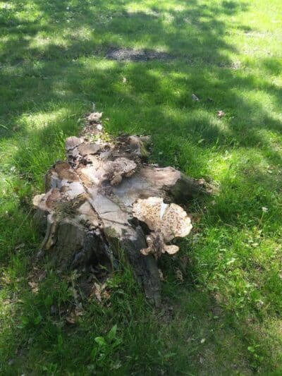 Fordney Park - Saginaw, MI