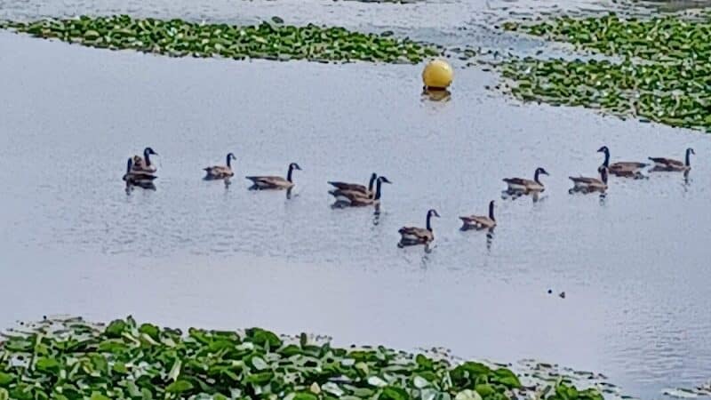 rainbow park - Saginaw, MI