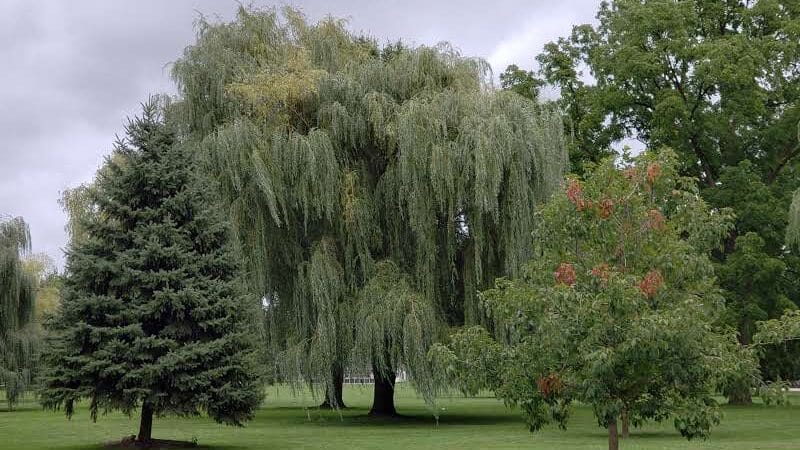 Rust Park - Saginaw, MI