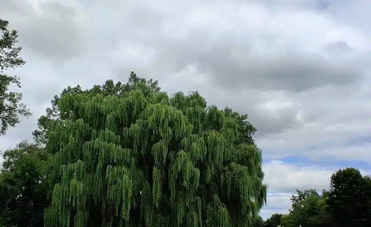 Wickes Park - Saginaw, MI