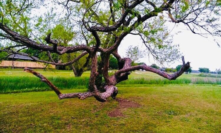 Willow Creek Paw Park - Saginaw, MI