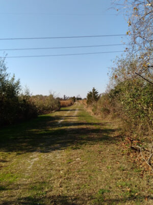 Abbotts Meadow Wildlife - Viewing area
