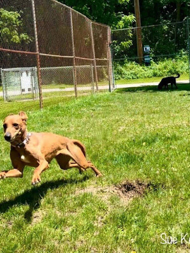 Curtiss Park Dog Park