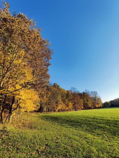 Mill Pond Park - Saline, MI