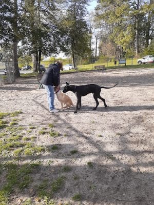 Salisbury City Dog Park - Salisbury, MD