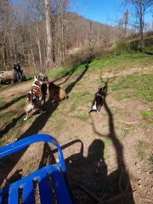 Saluda Dog Park - Saluda, NC