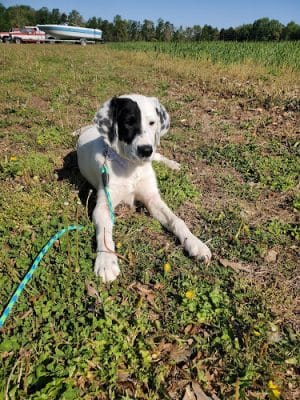 Middlesex Co Animal Shelter - Saluda, VA