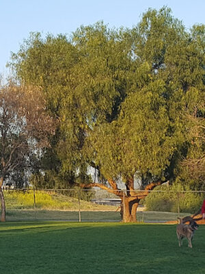 San Dimas Dog Park