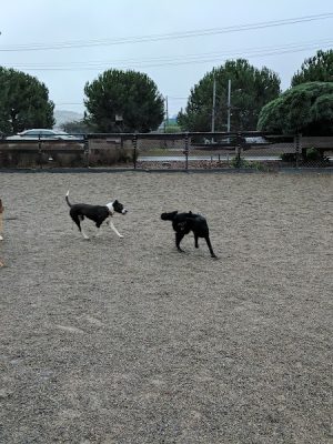 Berry Street Dog Park
