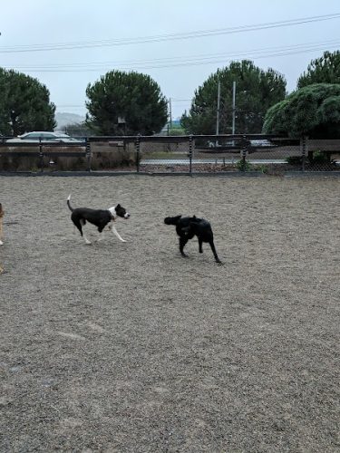 Berry Street Dog Park