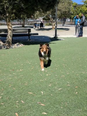 Berry Street Dog Park