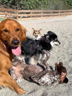 Berry Street Dog Park