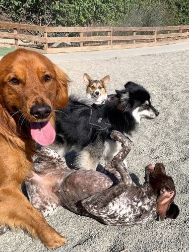 Berry Street Dog Park