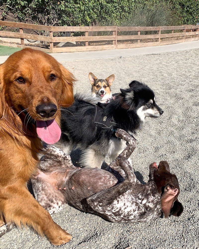 Berry Street Dog Park - San Francisco, CA