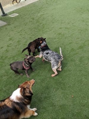 Berry Street Dog Park