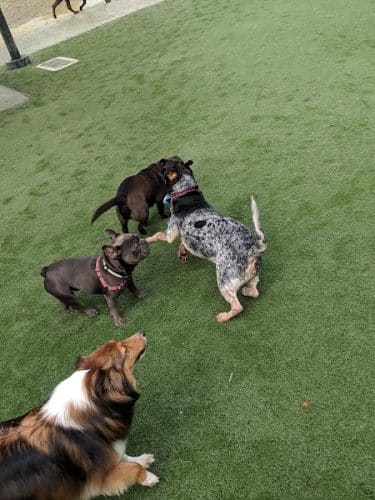 Berry Street Dog Park