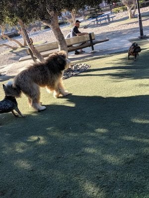 Berry Street Dog Park