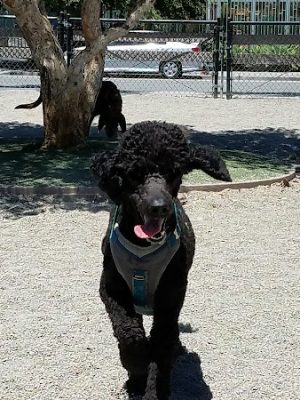 Berry Street Dog Park
